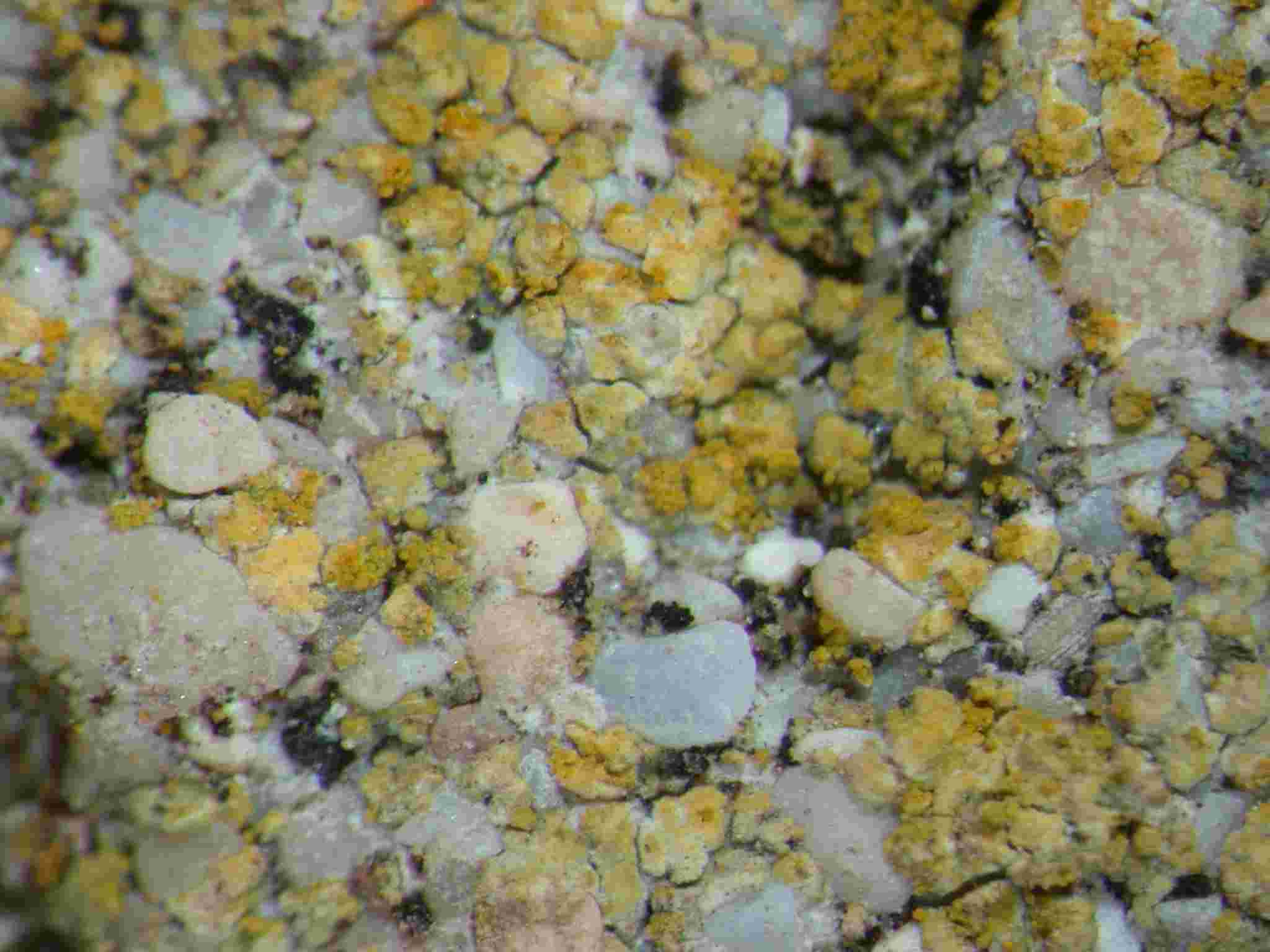 [Caloplaca flavocitrina]